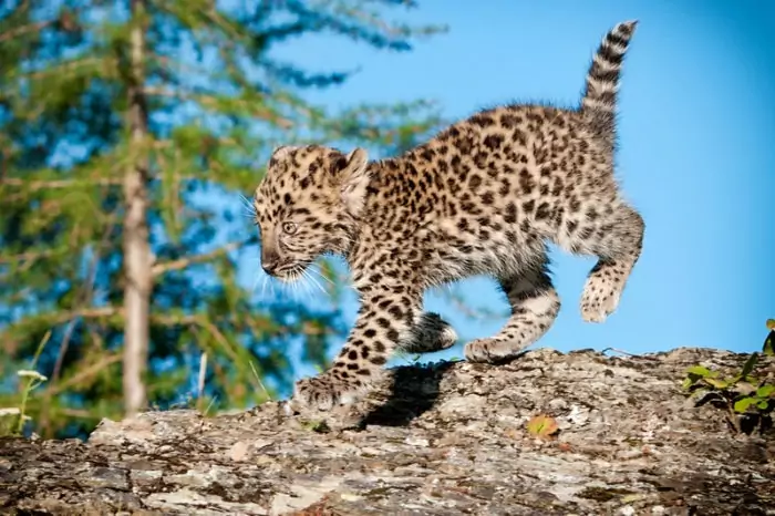 Леопард: среда обитания, образ жизни и особенности поведения | планета животных