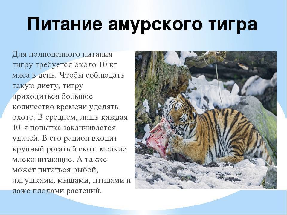 Белый тигр – фото, описание, ареал, рацион, враги, популяция