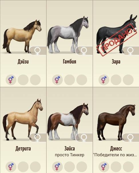 Клички лошадей: таблица для кобыл и жеребцов список от а до я