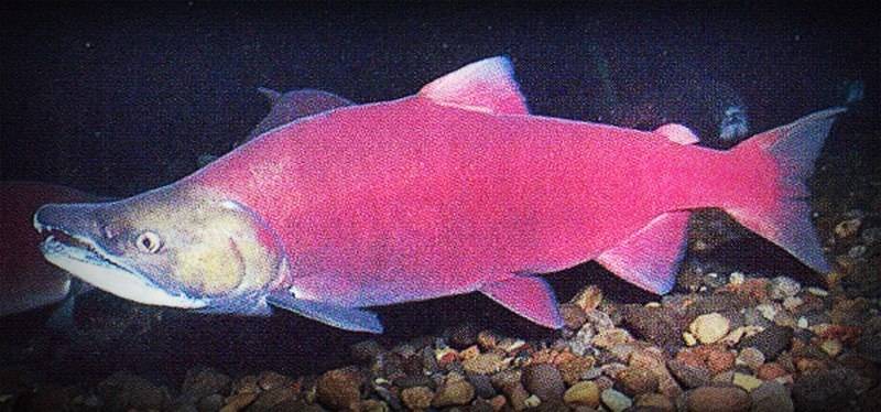 ✅ почему кета не красная: почему у рыбы белое мясо, какого цвета должно быть, может ли быть светлое и розовое - tehnoyug.com