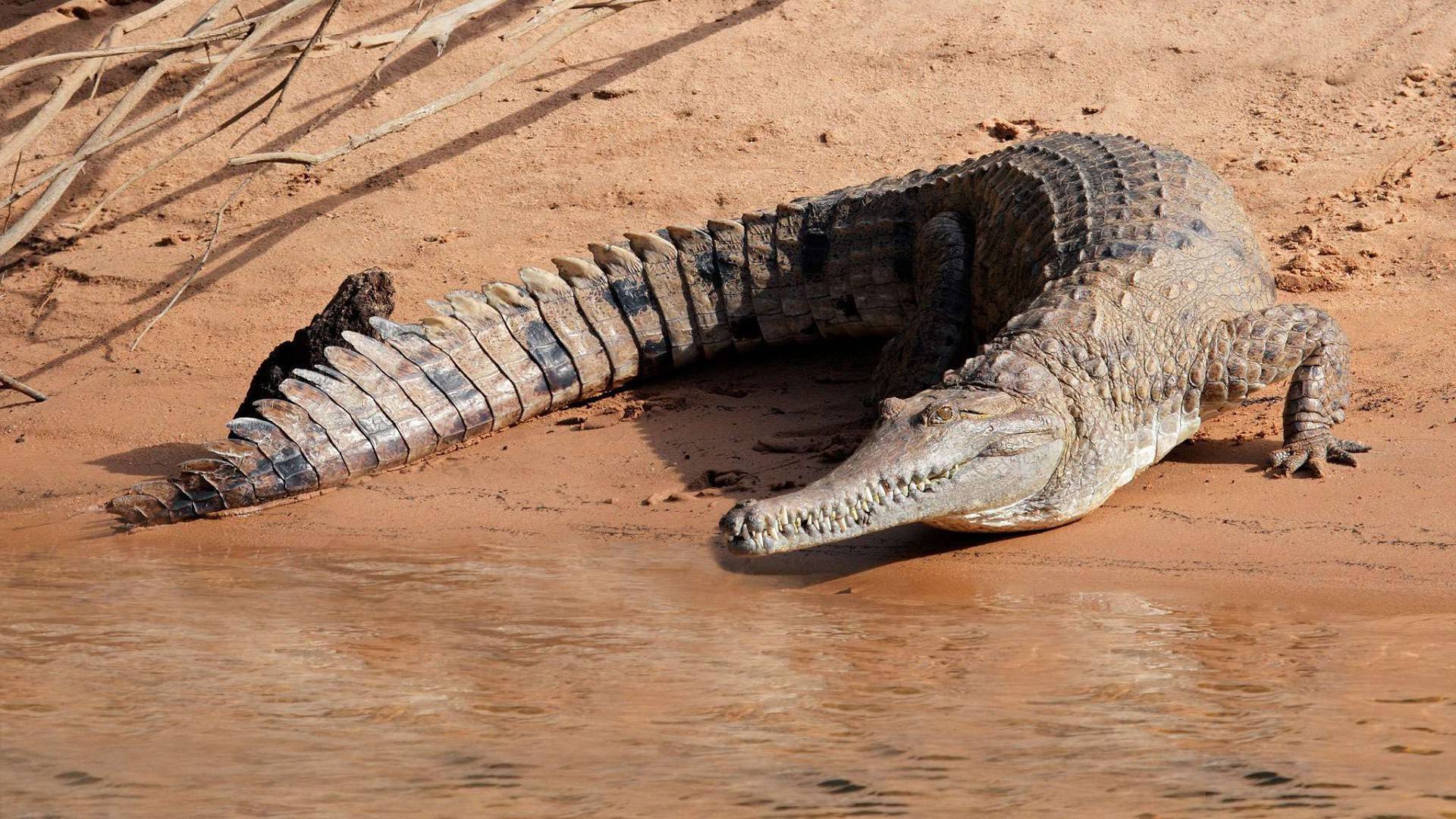 Нильский крокодил | зоология вики | fandom