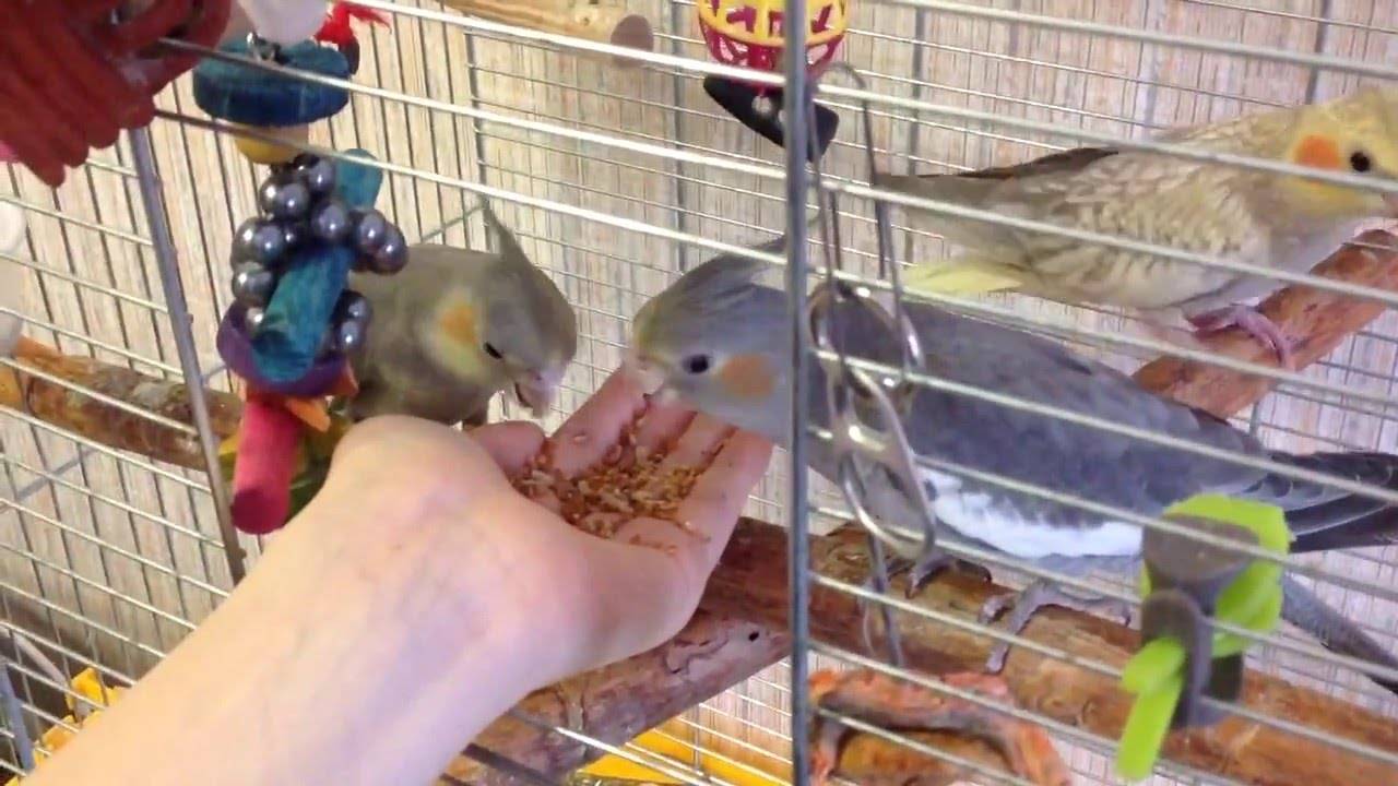 Как приручить попугая кореллу к рукам