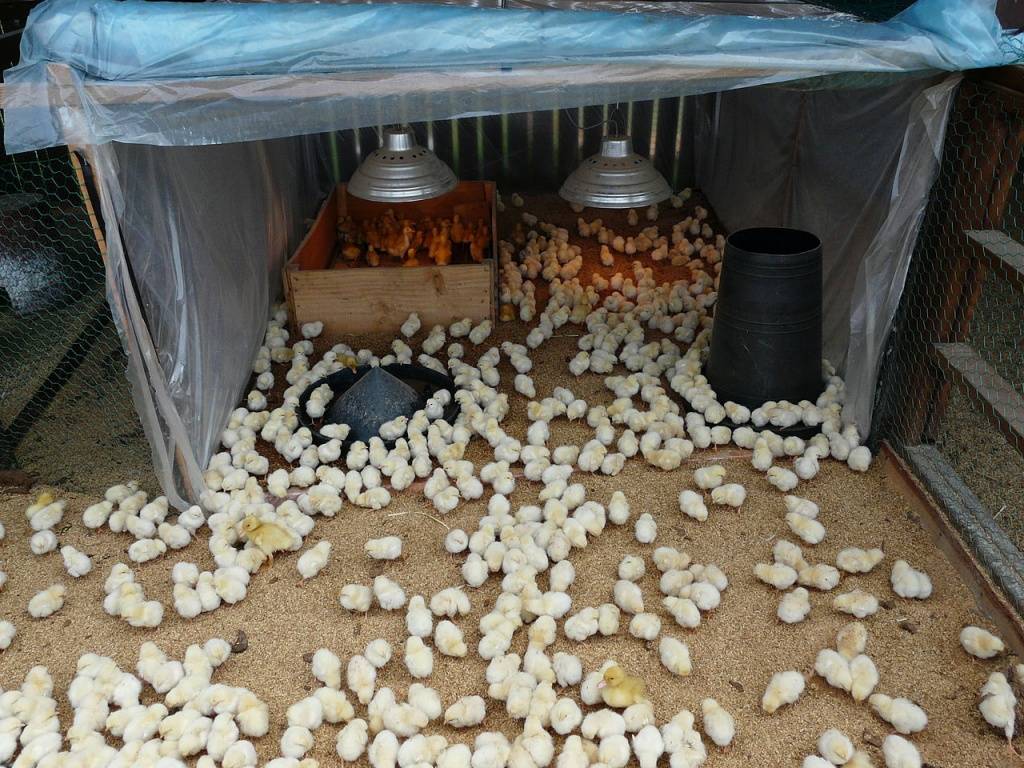 Как сделать инкубатор для выращивания цыплят своими руками