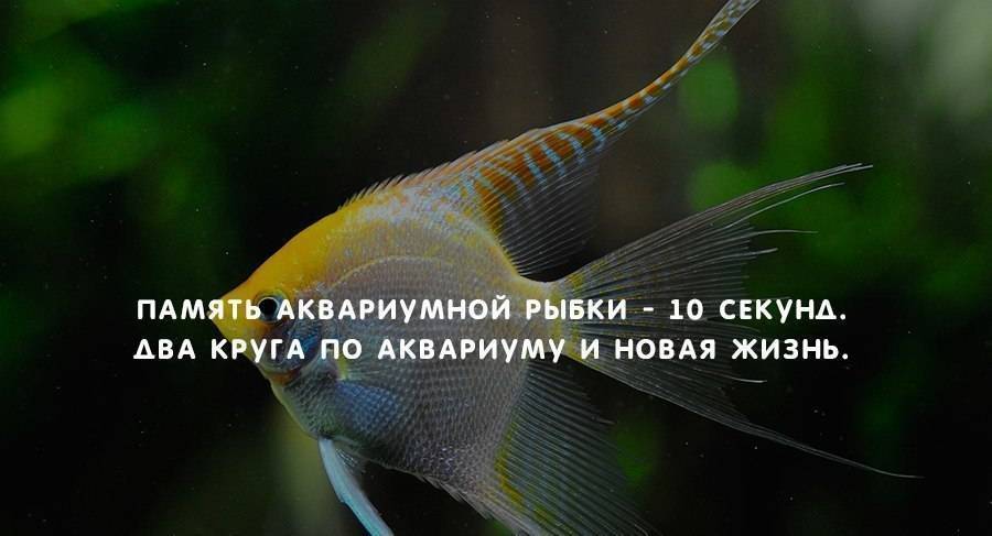 Какая память у рыб – особенности сохранения информации