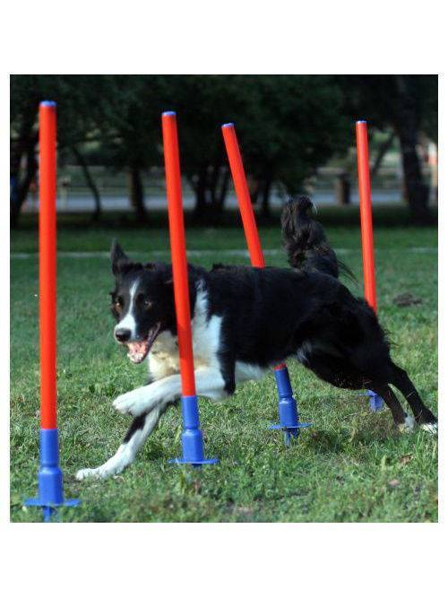 Аджилити: специфика спорта для активных собак