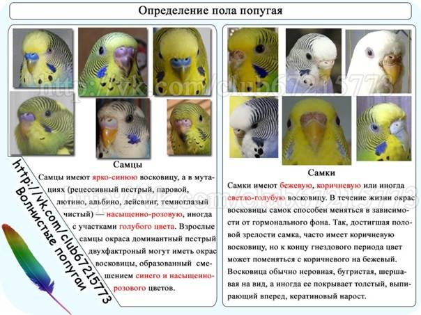 Волнистый попугай. как отличить самца от самки? | животные | школажизни.ру