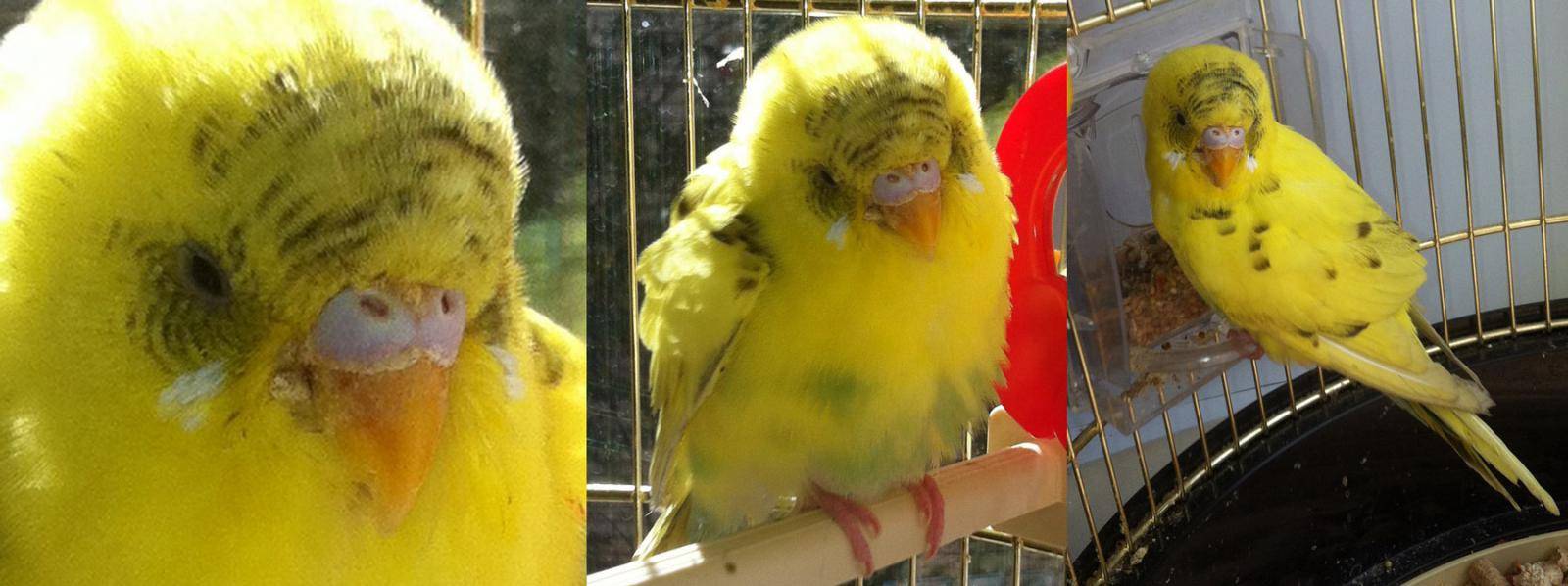 Рвота у волнистого попугая, тошнит зерном (фото и видео)