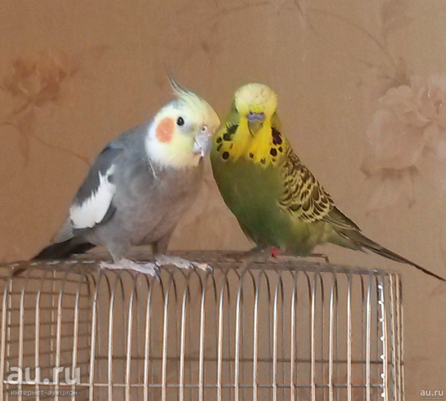 Корелла и волнистый попугай: кого выбрать, кто лучше, можно ли держать в одной клетке
