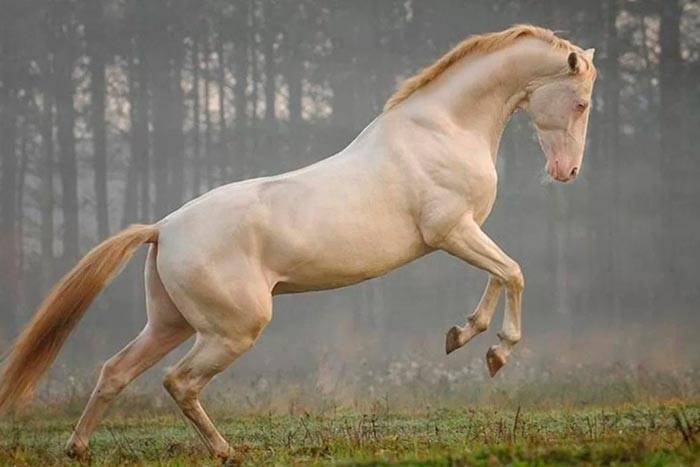 Как масти лошадей влияют на характер и здоровье животного