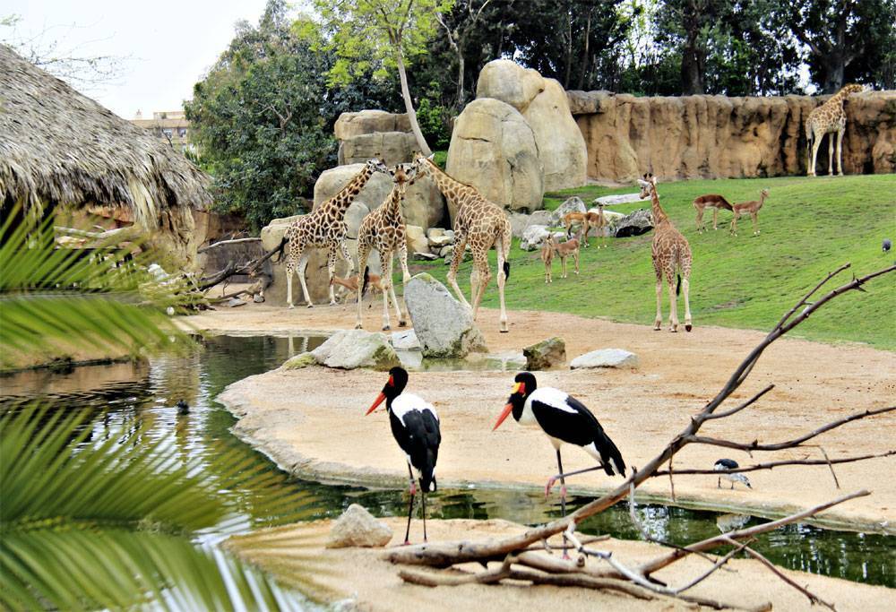 Рейтинг самых больших зоопарков в мире, по мнению редакции zuzako