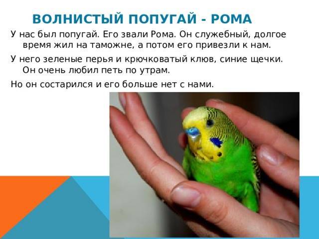 Сколько слов говорит попугай. Чучело волнистого попугая. Внешний вид волнистого попугая. Попугай не волнистый. Волнистый попугай 1 год.