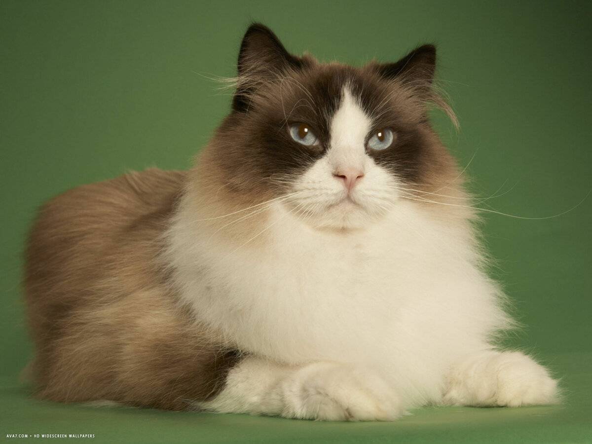Кошка рэгдолл: описание и характер породы, отзывы владельцев | сайт о домашних животных