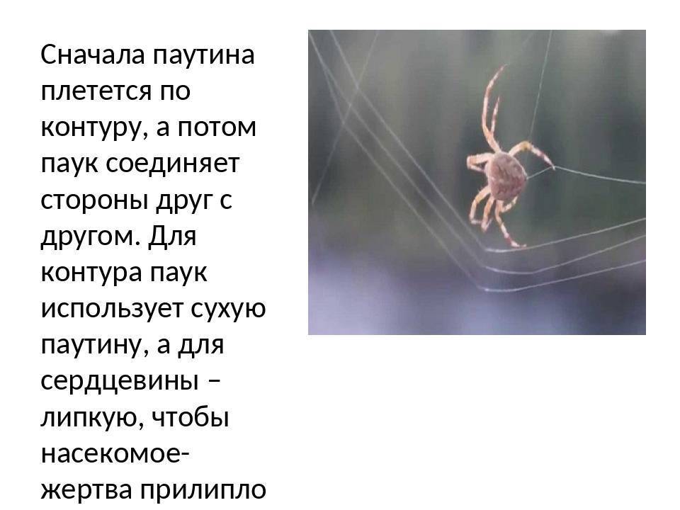 Паутина паука: как плетёт, откуда она берётся, фото, видео