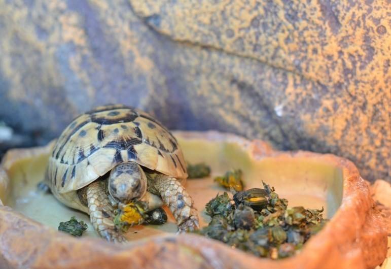 Как спариваются сухопутные и красноухие черепахи