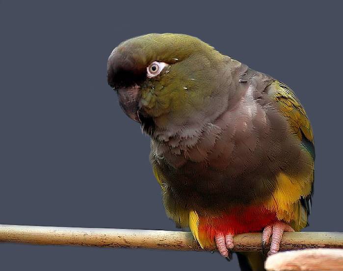 Патагонские попугаи - вики