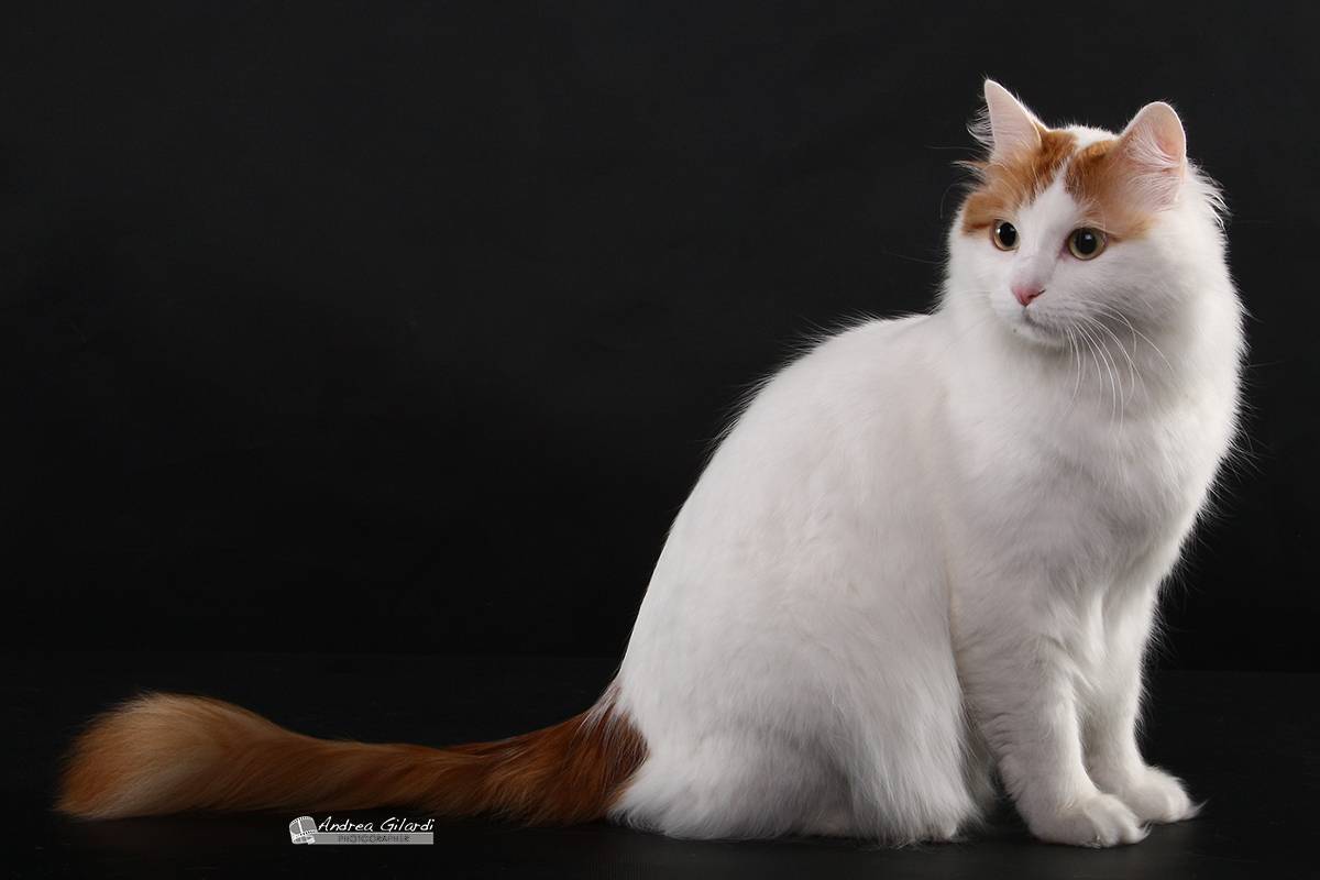 Турецкий ван: описание породы, фото кошки, стандарты, окрасы, характер и поведение, уход и кормление