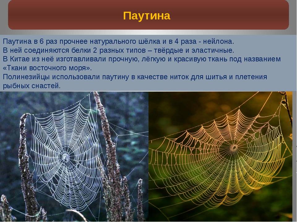 Как паук плетет паутину - интересные факты для школьников