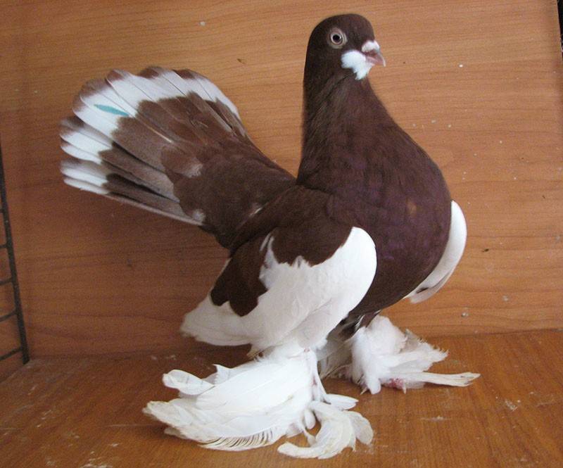 ✅ статные голуби: описание породы, фото - cvetochki-rostov-na-donu.ru