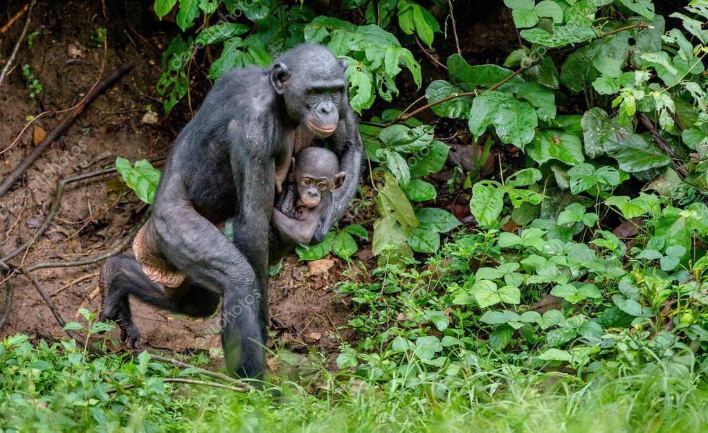Бонобо - интеллектуальные шимпанзе