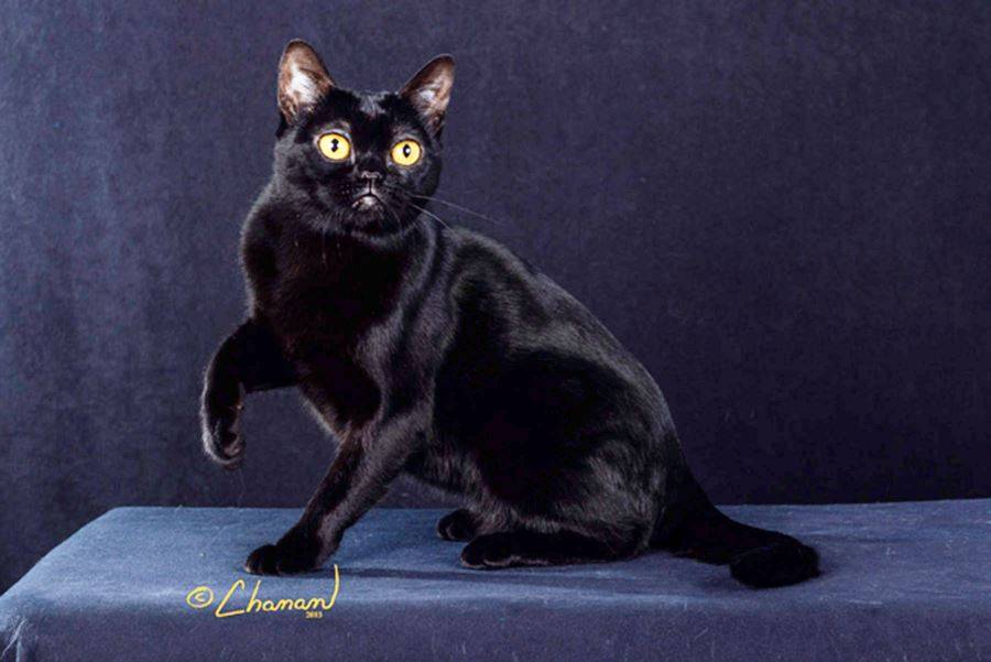 Бомбейская кошка: все о породе и особенностях характера