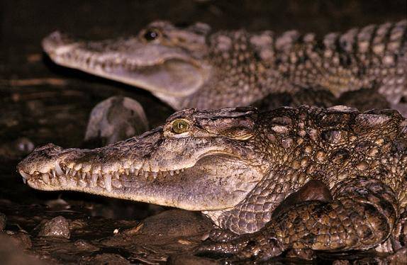 Оринокский крокодил | мир животных и растений
