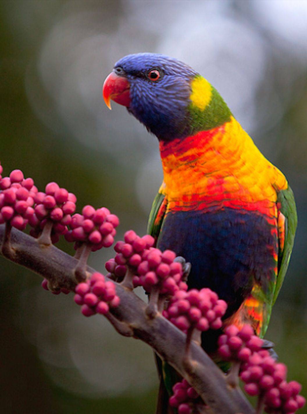 Радужный лорикет: видео и описание яркого попугая