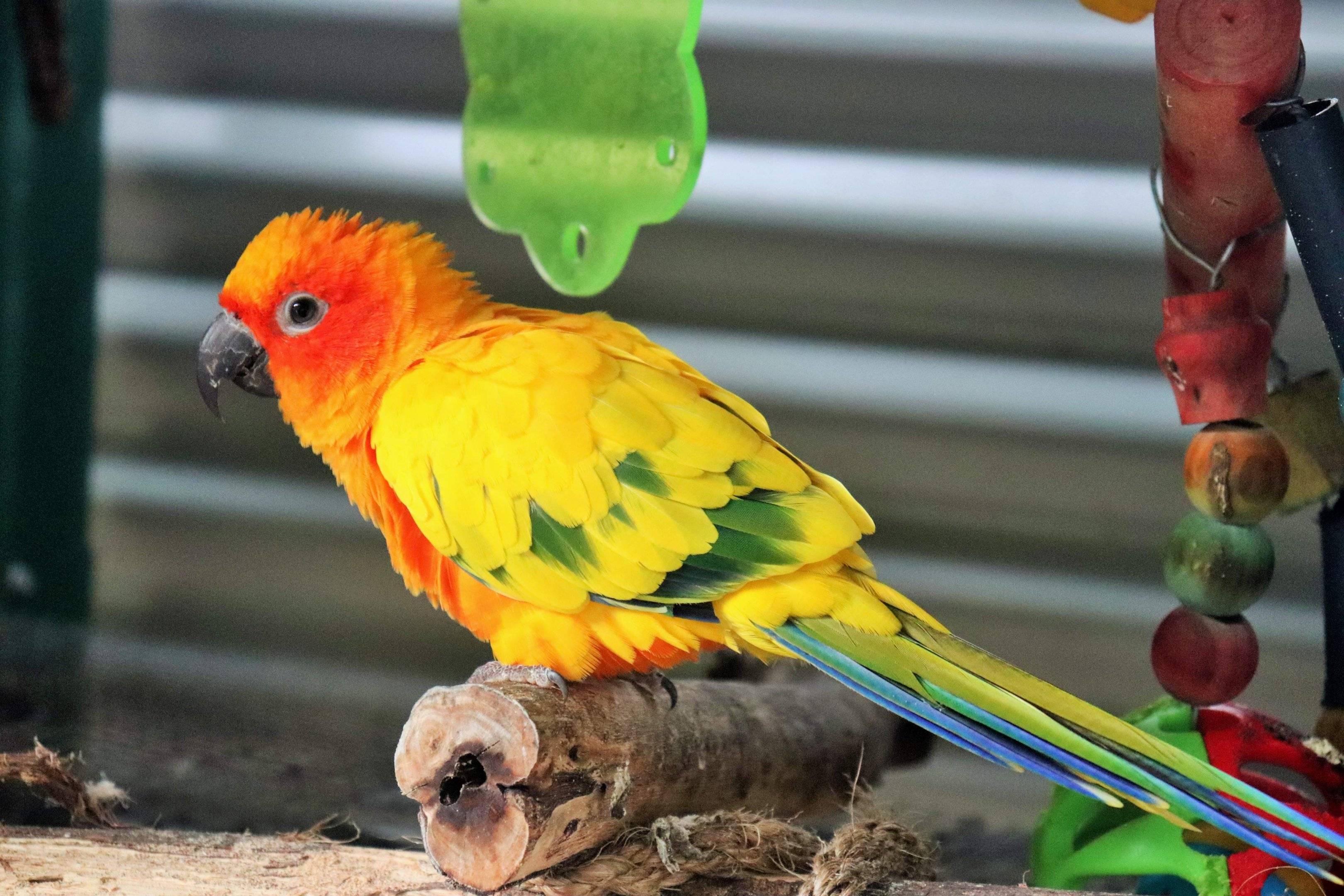 Попугай солнечный аратинга: как выглядит, где обитает, чем питается