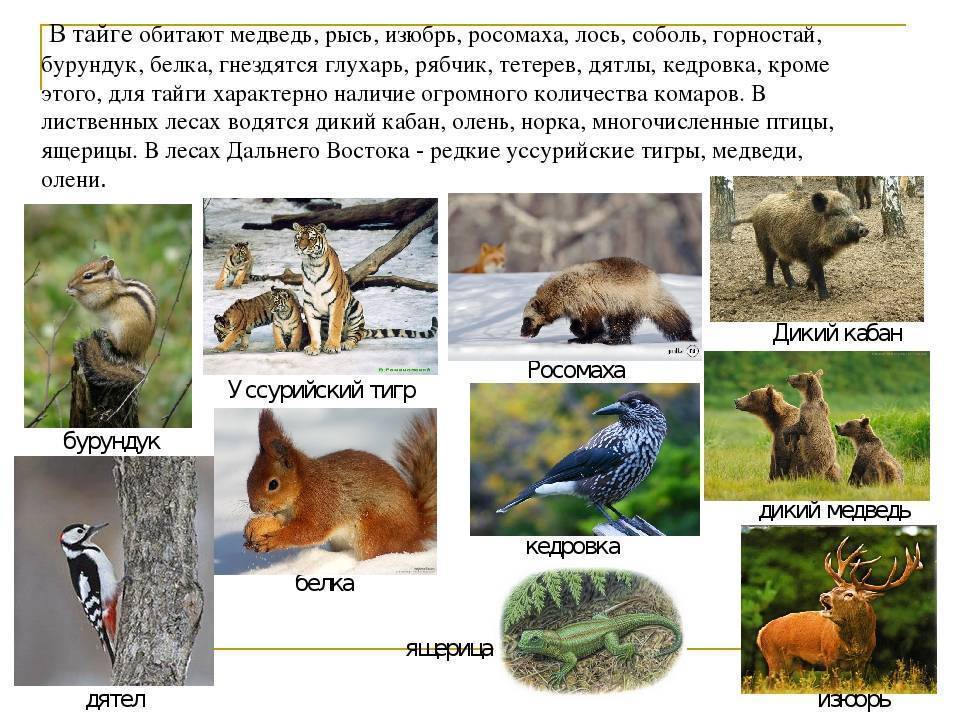 Животные россии: фото и описание животных для детей
