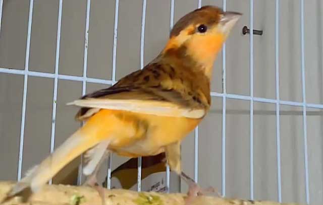 Как научить птицу корелла петь красиво и как нужно за ней ухаживать