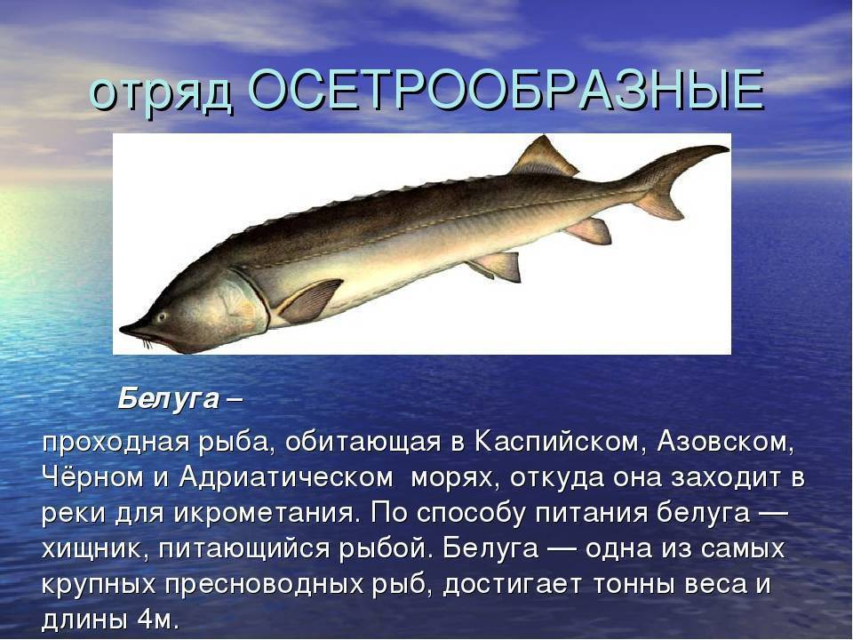 Рыба-меч — интересные и удивительные факты | vivareit