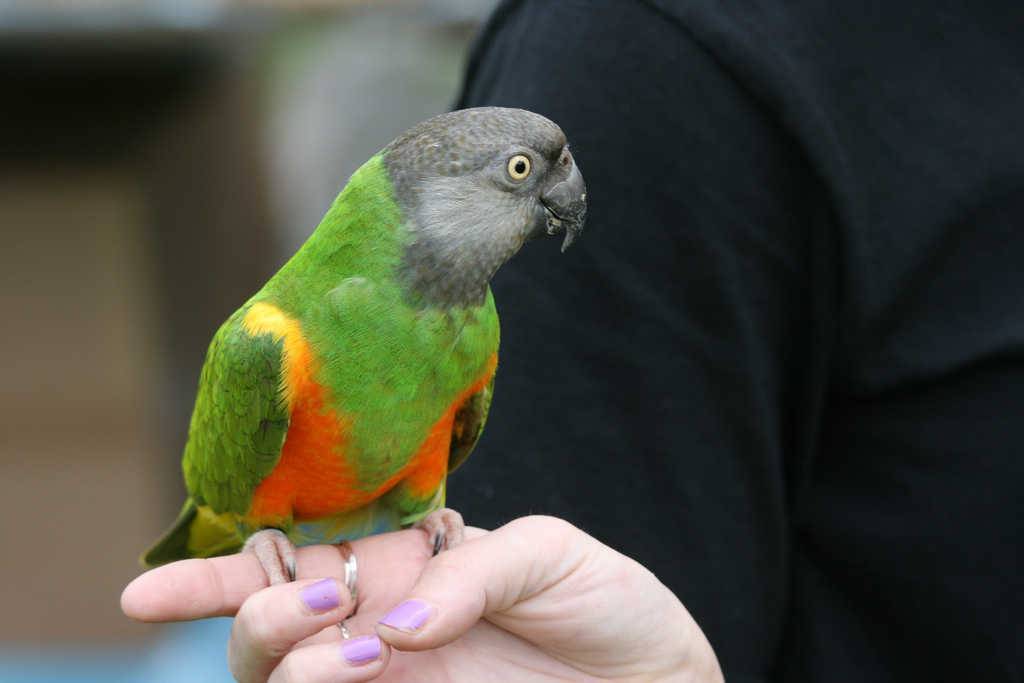 Сенегальский попугай: описание, ареал обитания, уход и содержание, цена