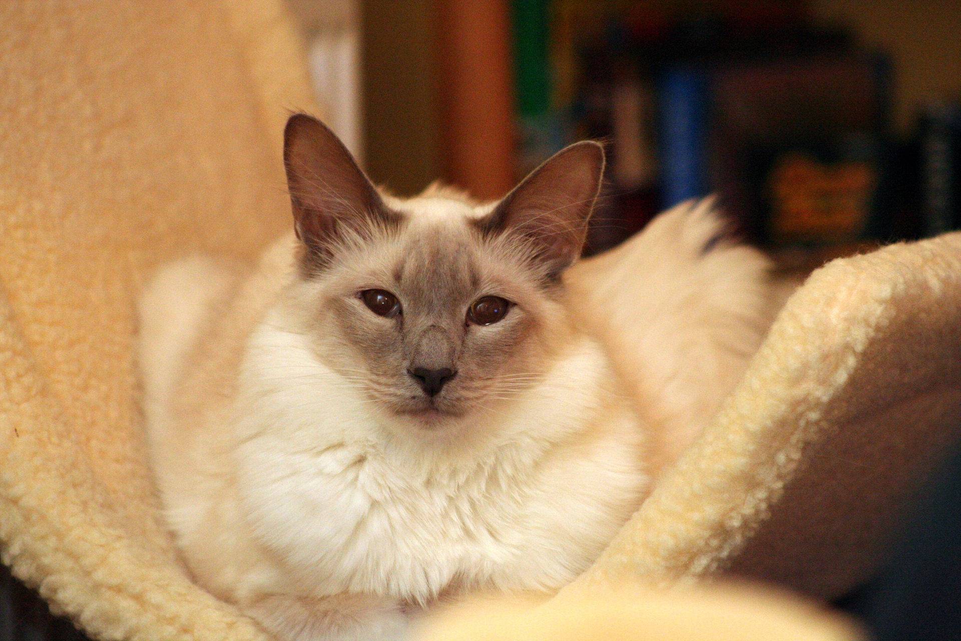 Гималайская кошка: фото, описание, характер, кормление, уход