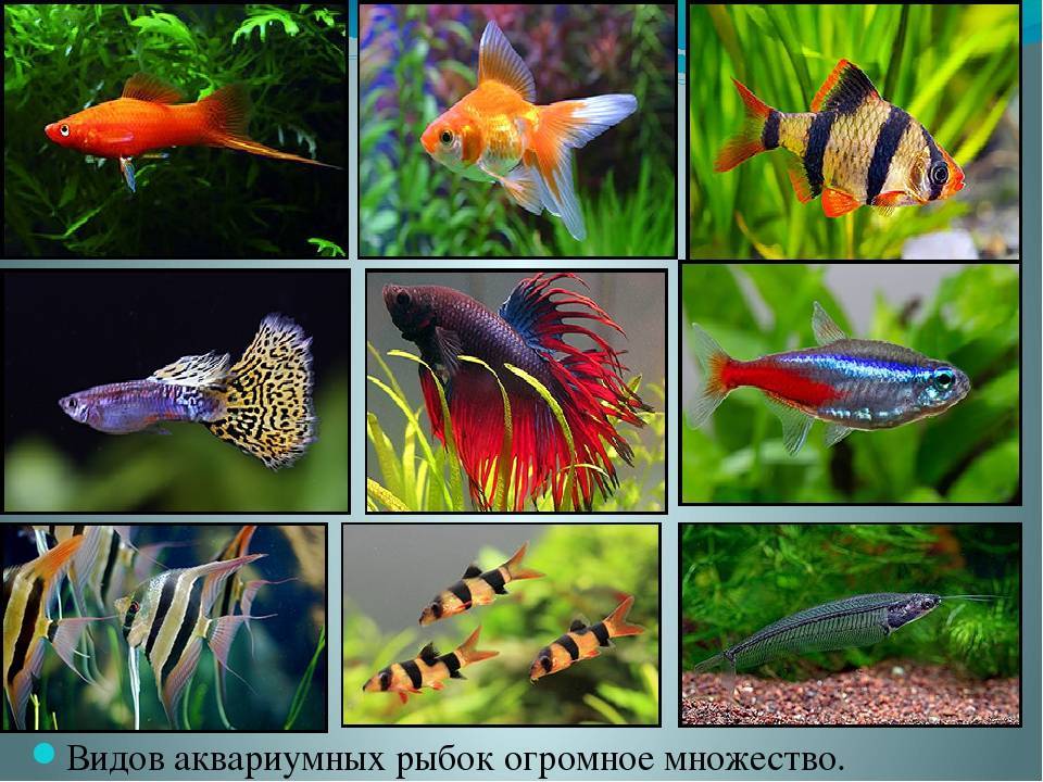 Аквариумные рыбки: самые популярные виды с фото и названиями
аквариумные рыбки: самые популярные виды с фото и названиями