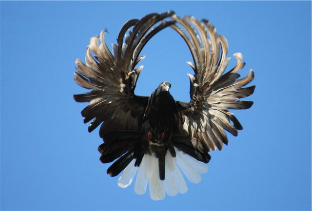 Серпастые голуби: описание, характеристика, фото