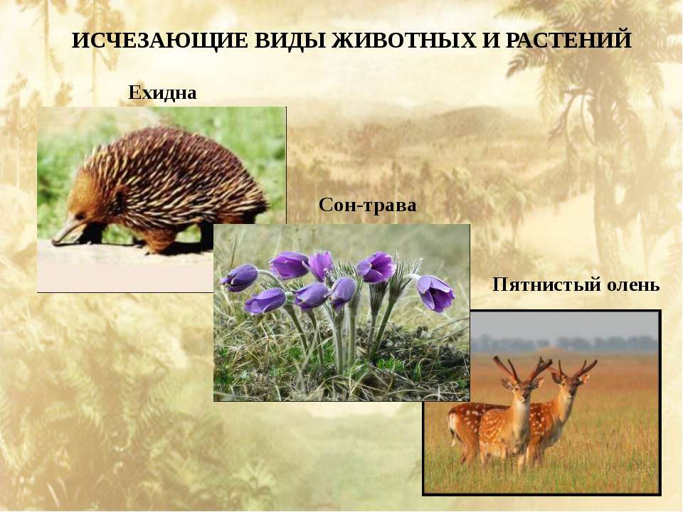 Вымершие животные или вымирающие в россии и мире