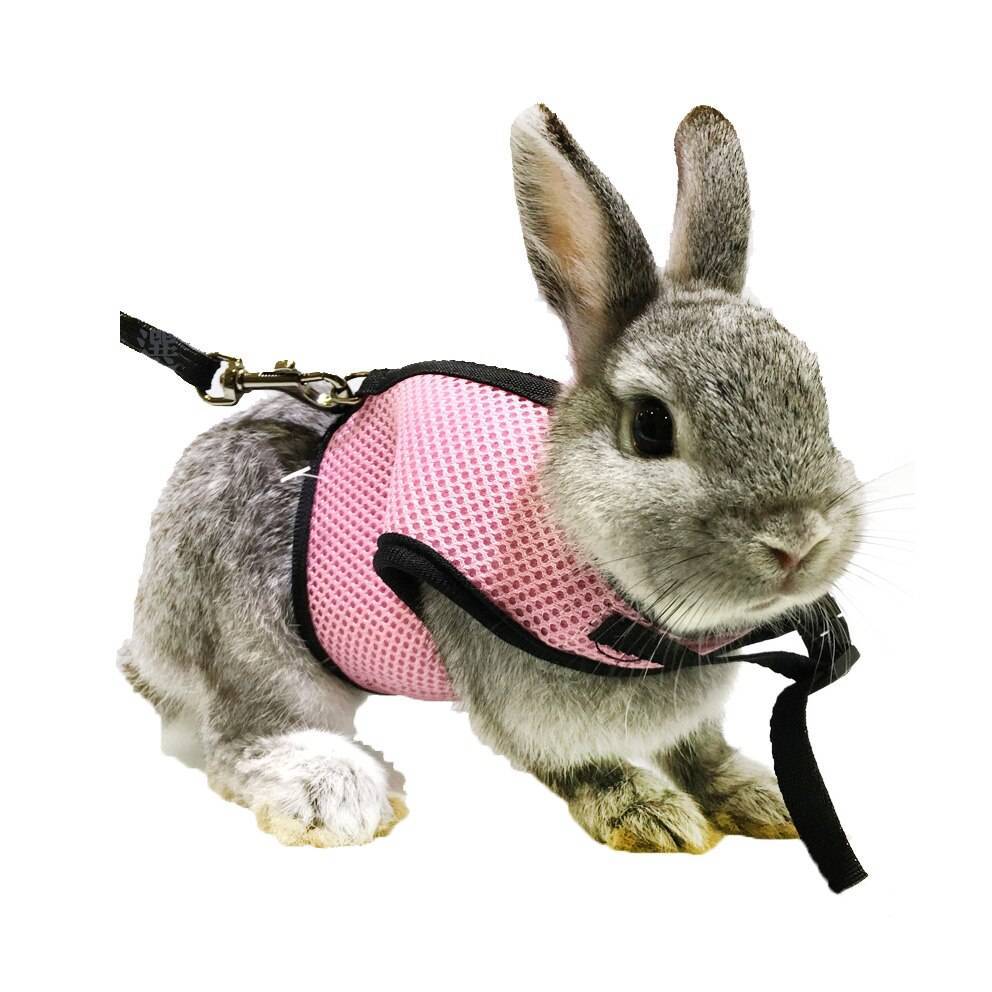 Шлейки для кроликов — как правильно выбрать и приучить питомца