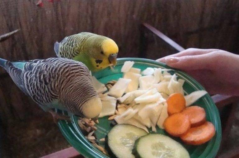 Корм для попугаев: чем и как правильно кормить, вкусняшки
