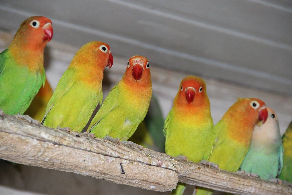 Как выглядит попугай неразлучник, фото и уход в домашних условиях