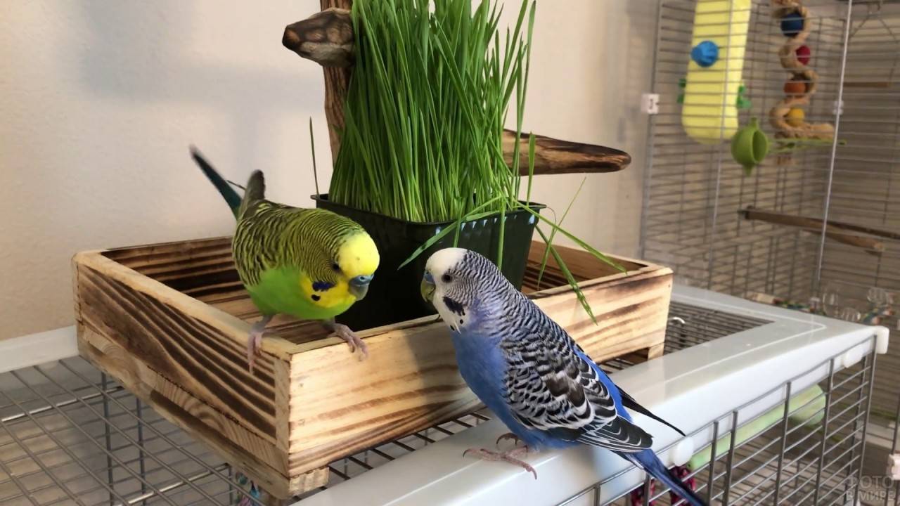 Волнистые попугаи: содержание и уход в домашних условиях