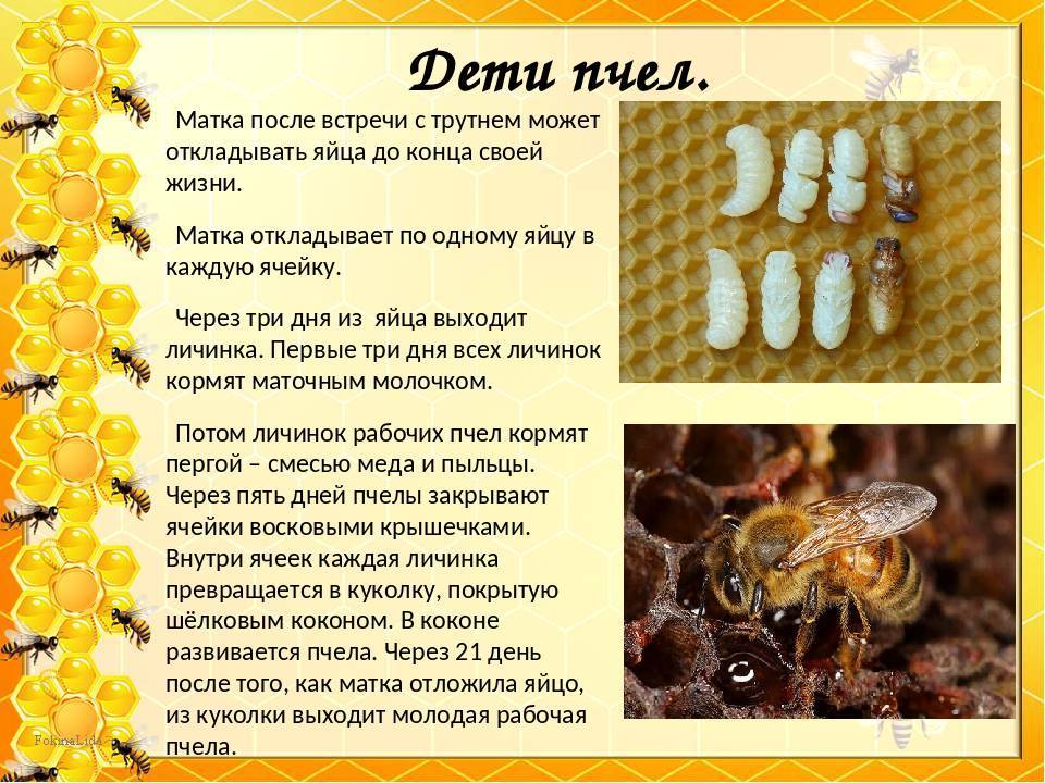 Сколько живут пчелы? все о продолжительности жизни пчел