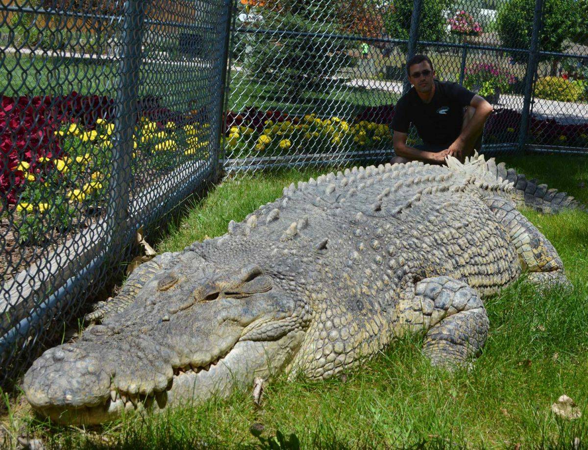 Крокодил или аллигатор: кто крупнее и опаснее