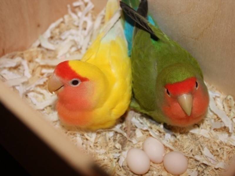 Попугаи неразлучники: уход, содержание в домашних условиях