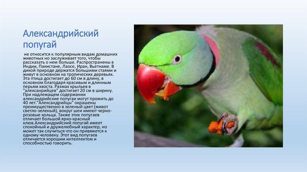 Александрийский попугай описание