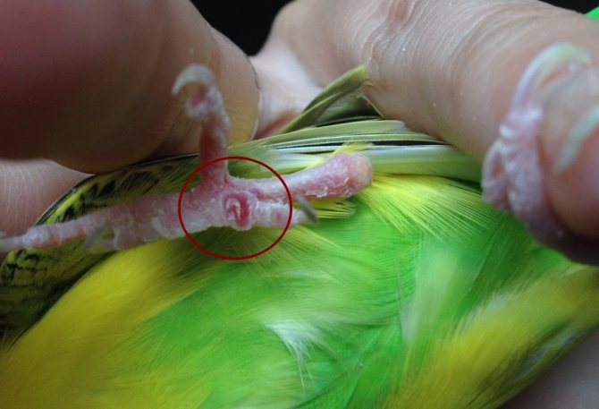 У волнистого попугая наросты: на клюве, лапах возле глаза, причины и лечение наростов, отзывы владельцев