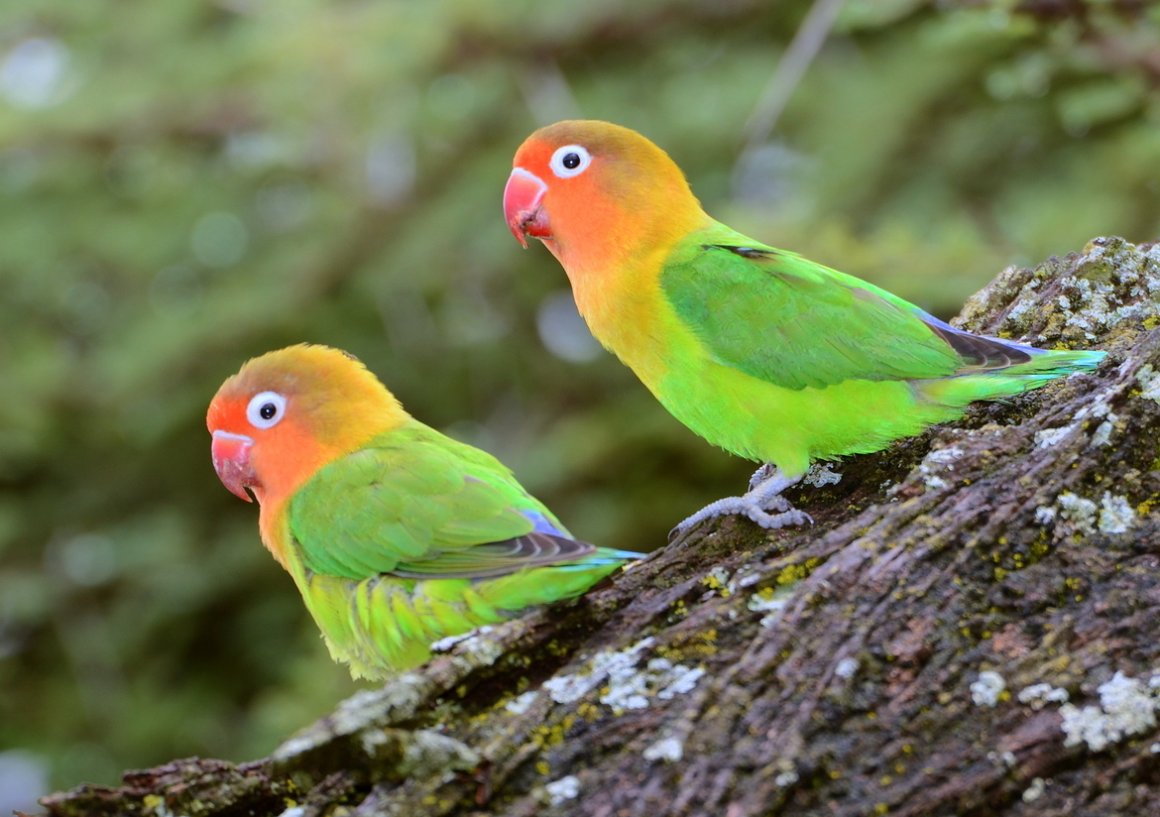 Сколько живут попугаи неразлучники: общая информация