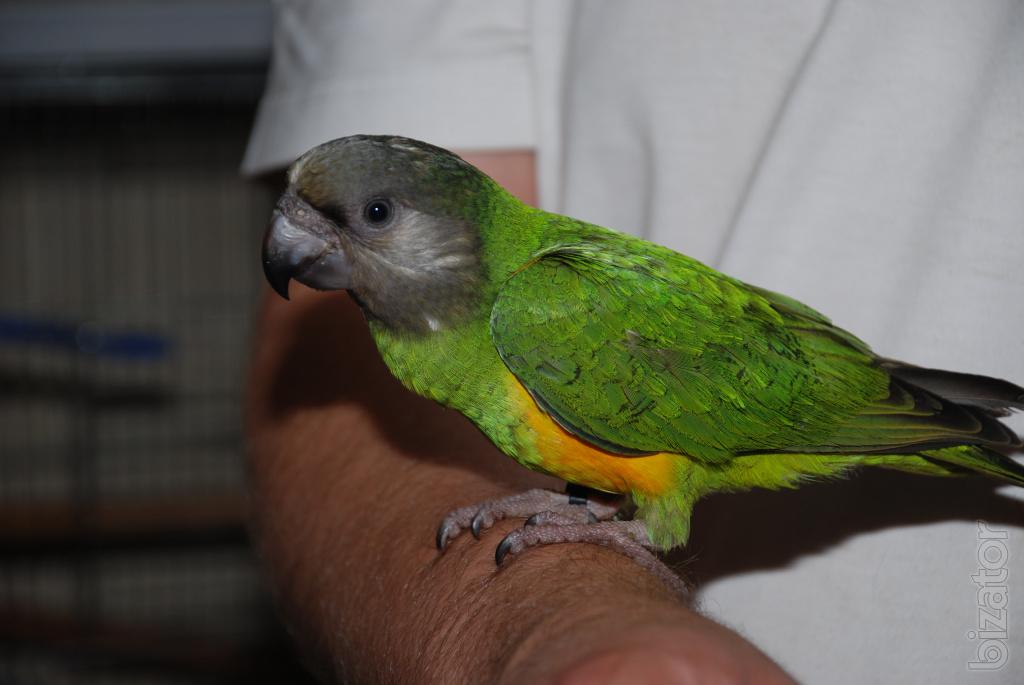 Сенегальский попугай: эффектная внешность и непростой характер