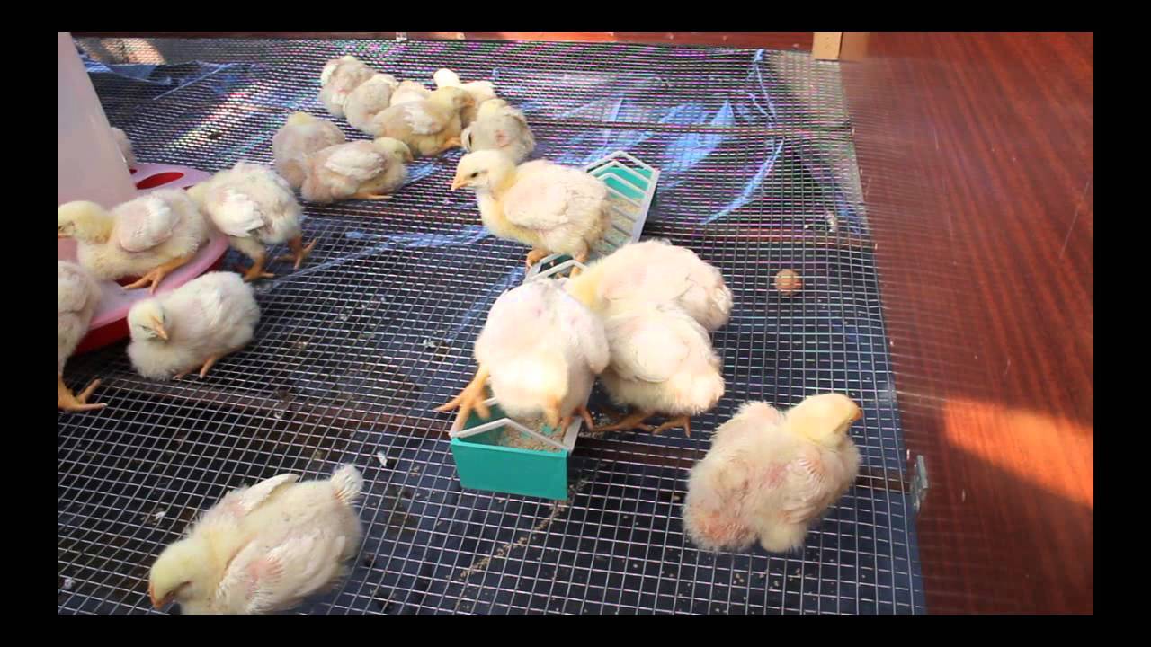 Цыплята-бройлеры: чем они отличаются, как их выбрать и на что обратить особое внимание