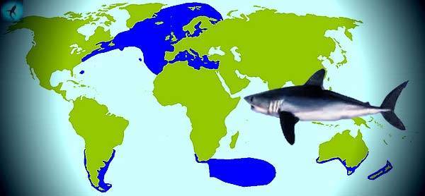 Нападения большой белой акулы