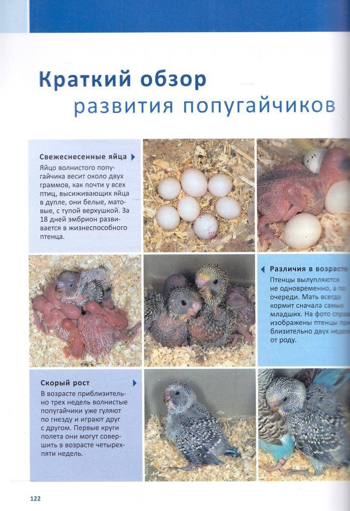 Сколько и как высиживают яйца волнистые попугаи