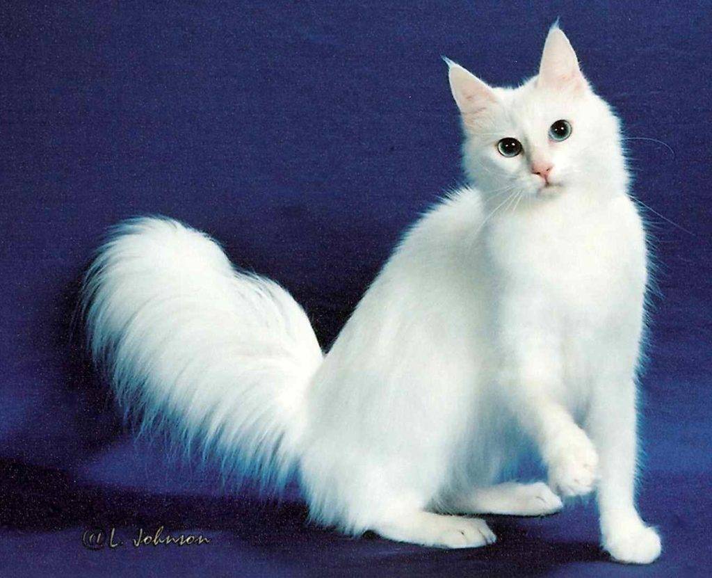 Турецкая ангора (ангорская порода кошек): описание породы, характер и повадки, сколько стоит, виды